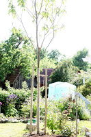 Catalpa und Garten im 12 tel Blick Mai