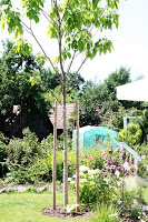 Garten und Catalpa im Juni