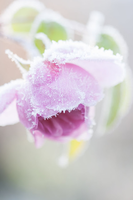 Wintergarten, Rose im Winter
