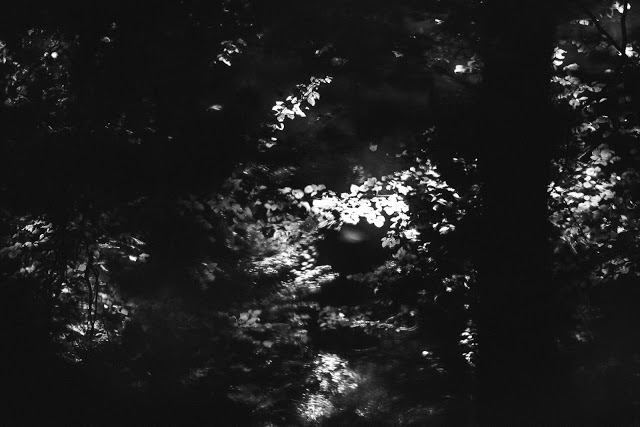 mystisches Licht, Waldimpressionen, Pomponetti