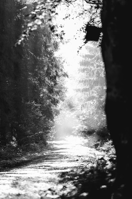 mystisches Licht, Waldimpressionen, Pomponetti