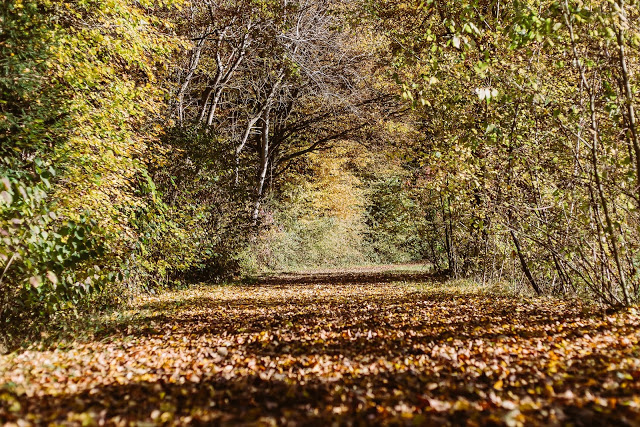 Herbstimpressionen, Natur, Pomponetti