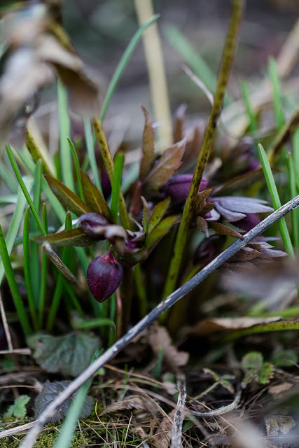 Frühlingsbeginn im Garten, Helleborus rot, Pomponetti