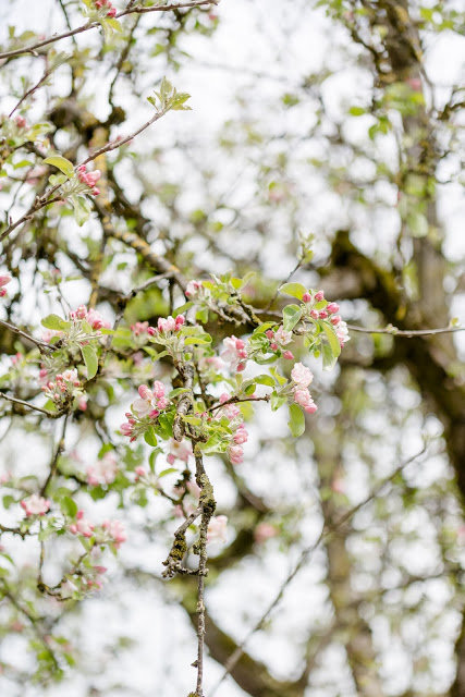 Garten im April, Pomponetti, Apfelblüte