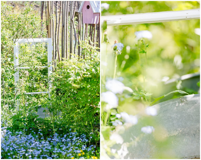 Sommerbepflanzung, Gartenimpressionen,Pomponetti, altes Fenster mit Spiegel im Garten