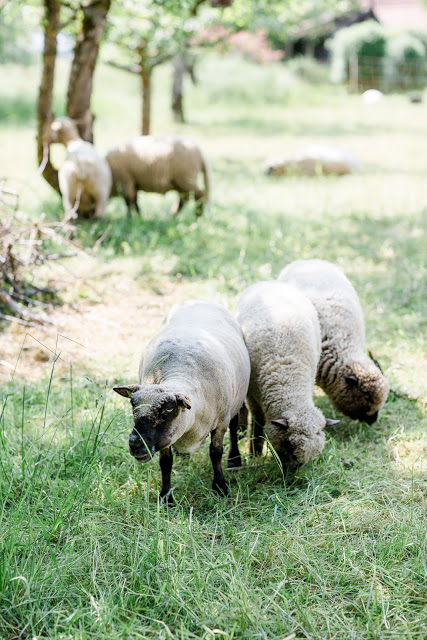 Von Unkraut- Upcycling, Regaldeko und tierischen Nachbarn, Pomponetti, Schafe in Nachbars Garten