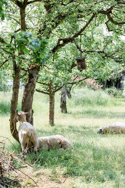 Von Unkraut- Upcycling, Regaldeko und tierischen Nachbarn, Pomponetti, Schafe in Nachbars Garten