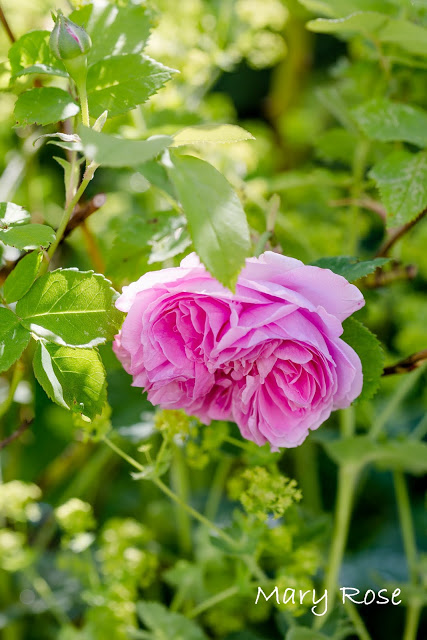 Impressionen aus dem Rosengarten, Pomponetti, Mary Rose