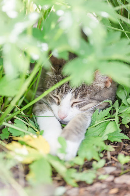 Impressionen aus dem Rosengarten, Pomponetti, Katzenmädchen