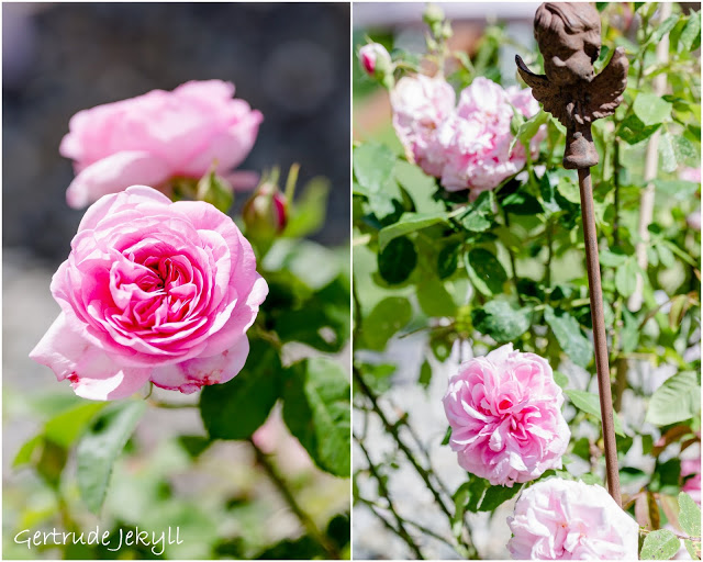 Impressionen aus dem Rosengarten, Pomponetti, Gertrude Jekyll