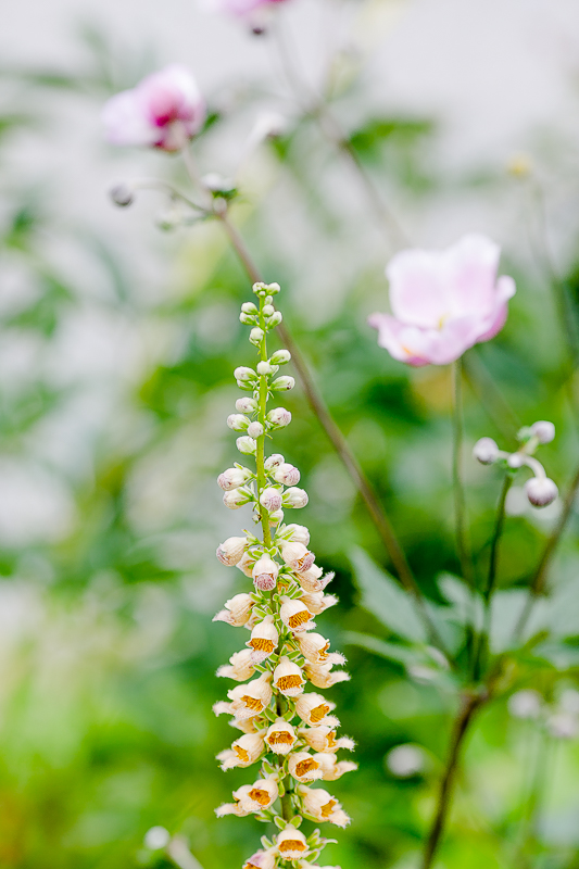 Gartenimpressionen im August, Pomponetti, Fingerhut und Japan. Anemone