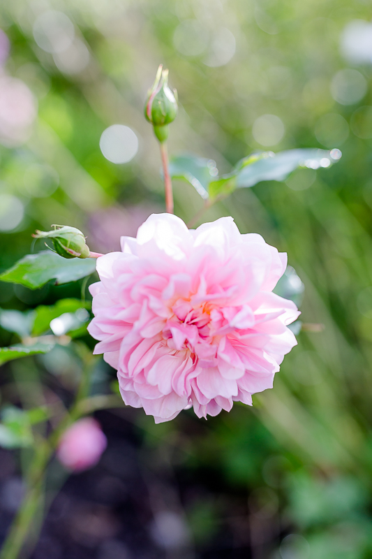 Mein Garten im September, Pomponetti, die letzten Rosen im Herbst, Anne Boleyn