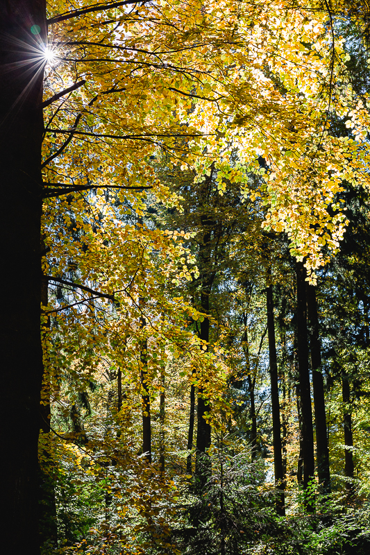 Herbst im Märchenwald, Pomponetti, Wettenberger Ried, Biberach