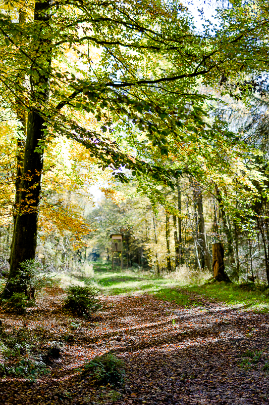 Herbst im Märchenwald, Pomponetti, Wettenberger Ried, Biberach