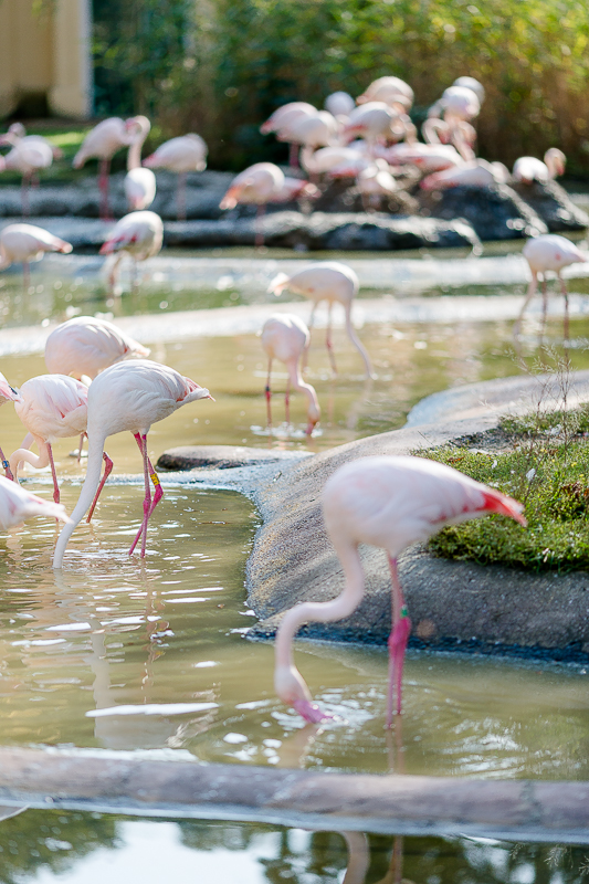 Tiergarten Schönbrunn in Wien, Pomponetti, ältester Zoo der Welt, Flamingos