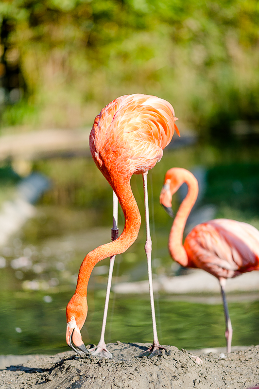 Tiergarten Schönbrunn in Wien, Pomponetti, ältester Zoo der Welt, Flamingos