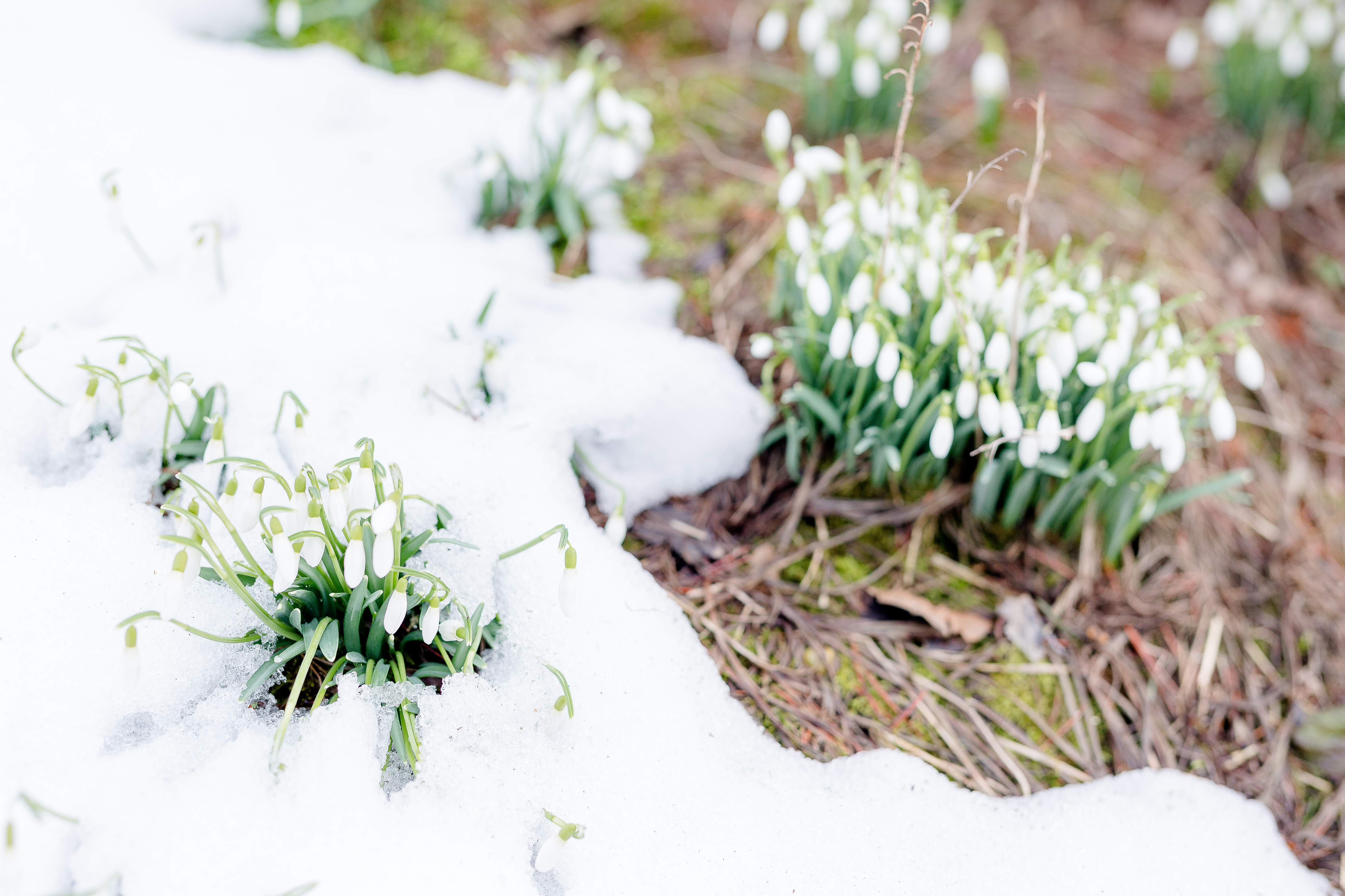 Frühlingserwachen im Garten, Schneeglöckchen, Garten im März, Pomponetti