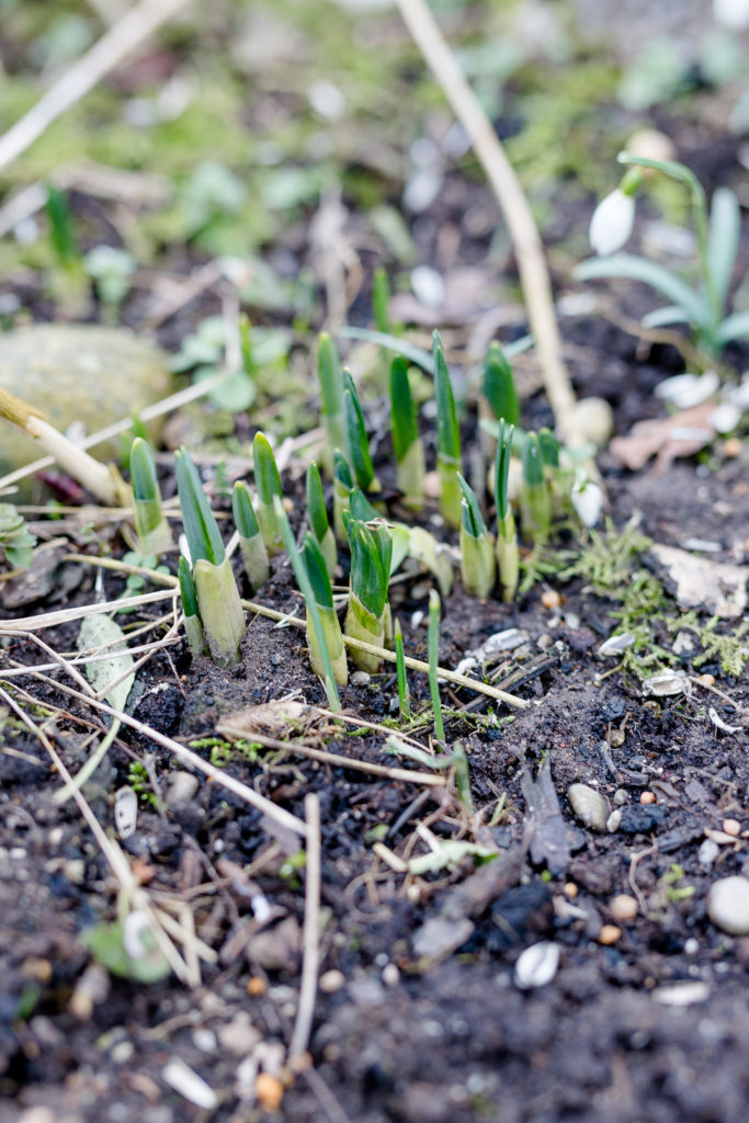 Frühlingserwachen im Garten, Garten im März, Pomponetti