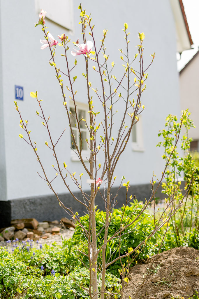 Garten Ende April, mein neuer Magnolienbaum, Pomponetti
