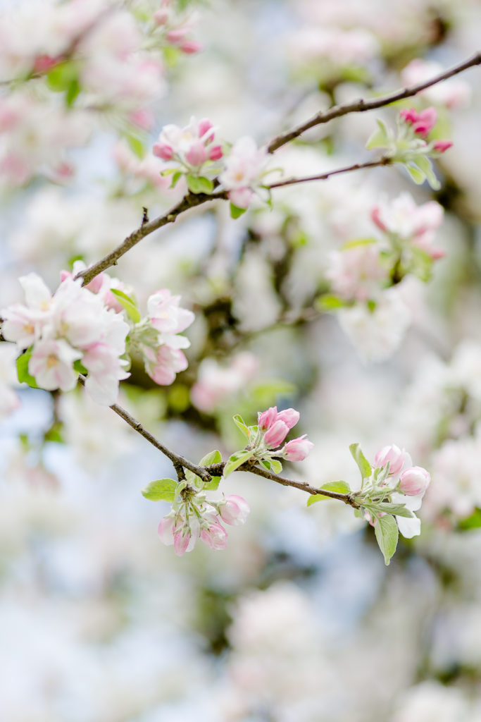 Garten Ende April, Apfelblüte, Pomponetti