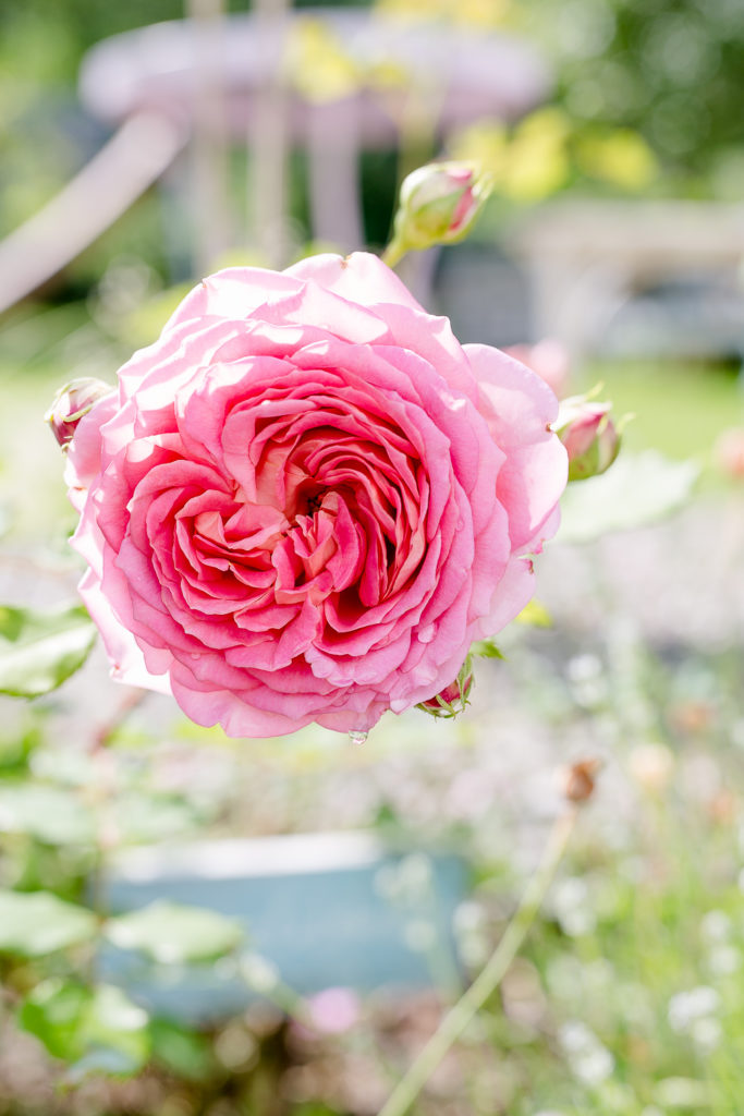 Märchenhafte Rosenzeit, Gartenimpressionen,Pomponetti