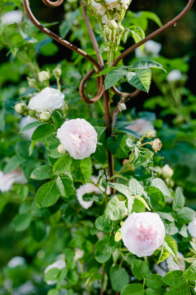 Eine Auswahl der schönsten Rosensorten, Pomponetti, Felicita Parmentier