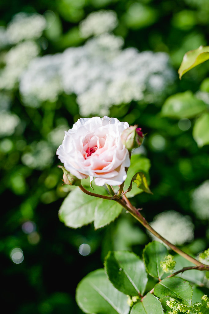 Eine Auswahl der schönsten Rosensorten, Pomponetti, James Galway