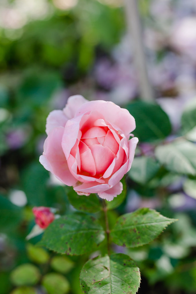 Rosenimpressionen aus dem Garten, Pomponetti, Brother Cadfael