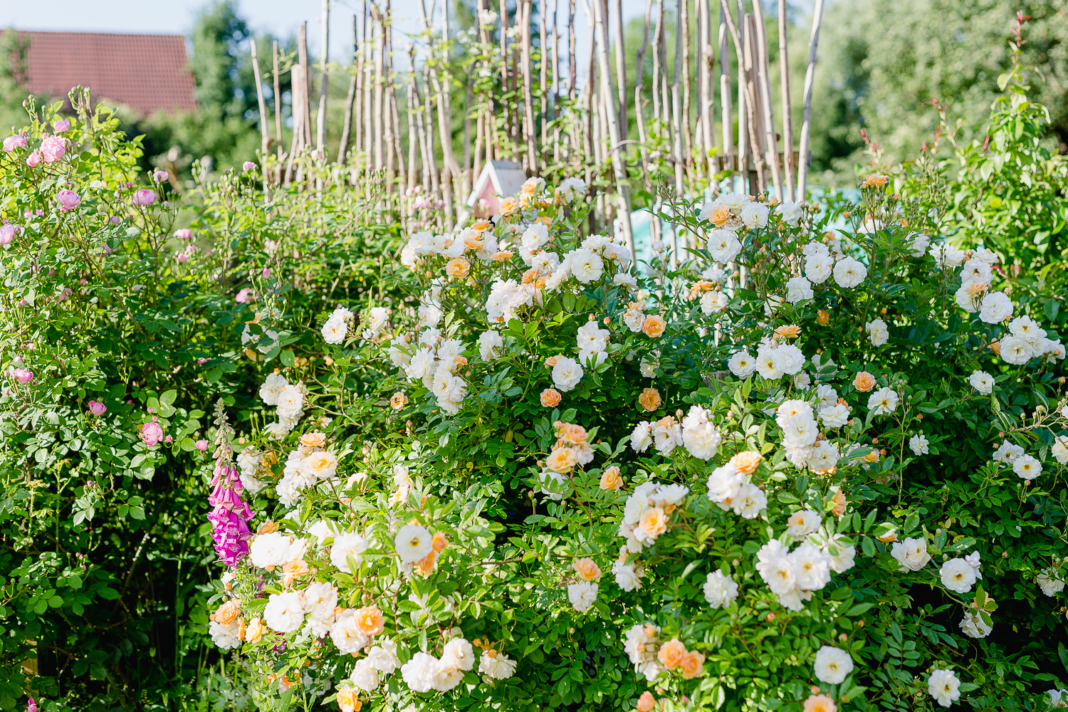 Eine Auswahl der schönsten Rosensorten, Pomponetti, Ghyslaine de Feligonde