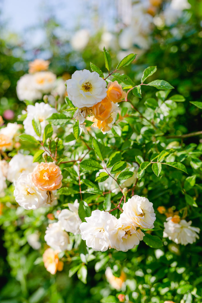 Eine Auswahl der schönsten Rosensorten, Pomponetti, Ghislaine de Feligonde