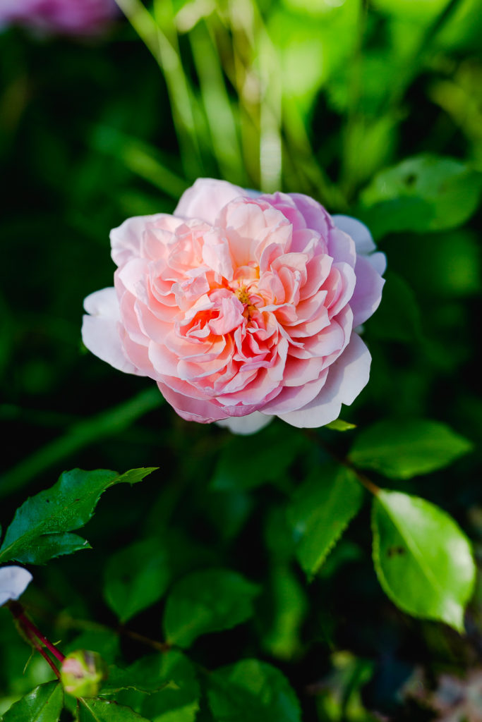 Eine Auswahl der schönsten Rosensorten, Pomponetti, Anne Boleyn