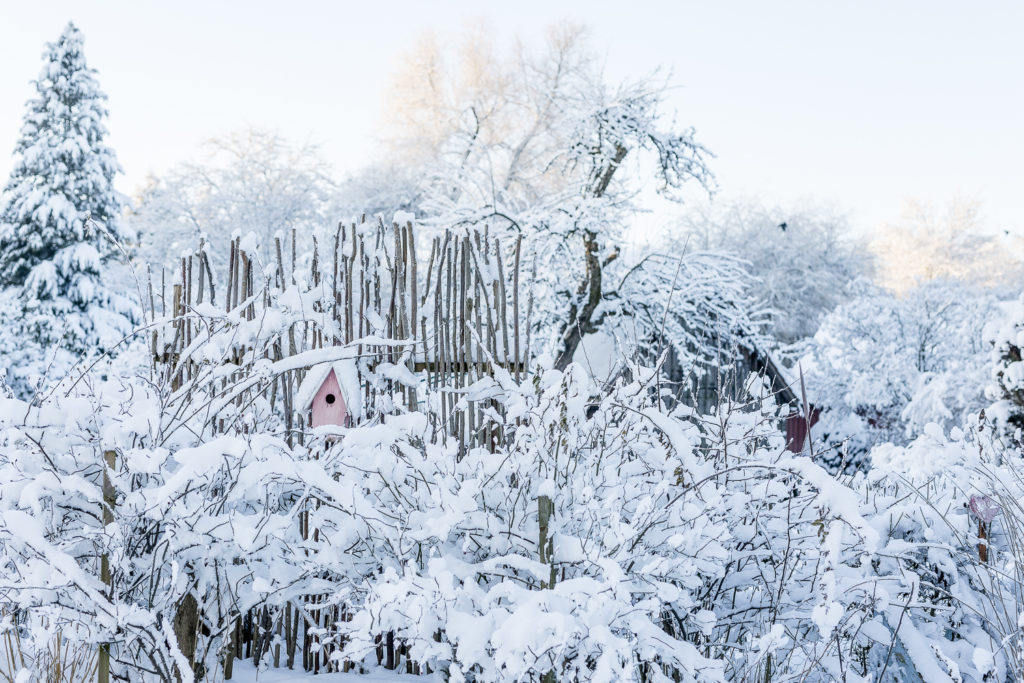 Winter Wonderland im Februargarten, Pomponetti
