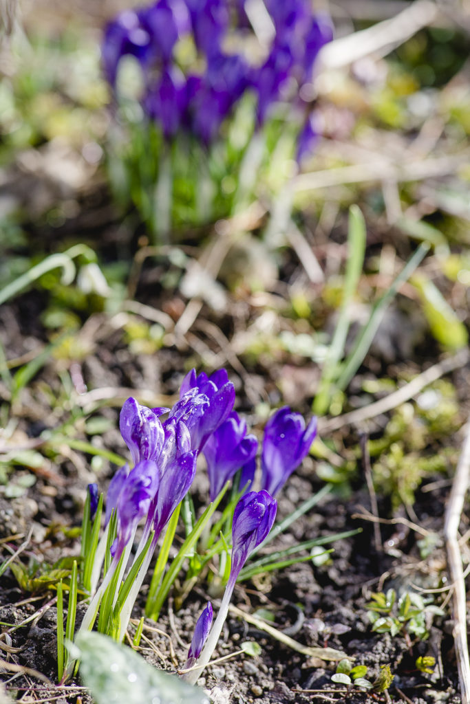 Frühlingsgarten Mitte März, Pomponetti