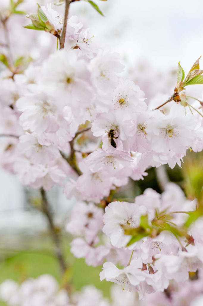 Frühlingsgarten oder wenn die Zierkirsche blüht, Pomponetti