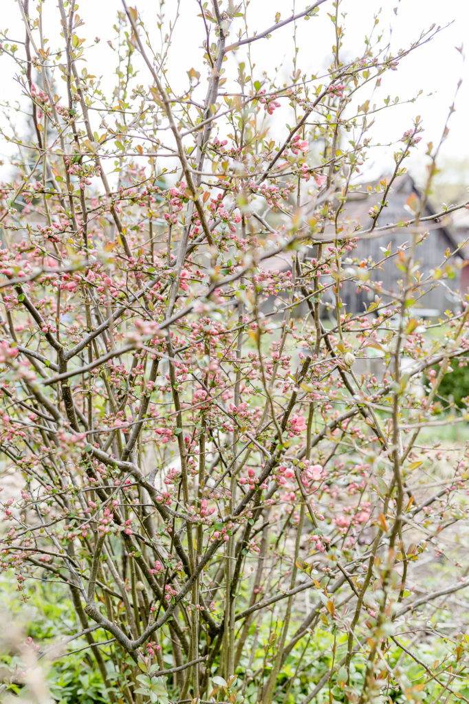 Frühlingsgarten oder wenn die Zierkirsche blüht, Pomponetti