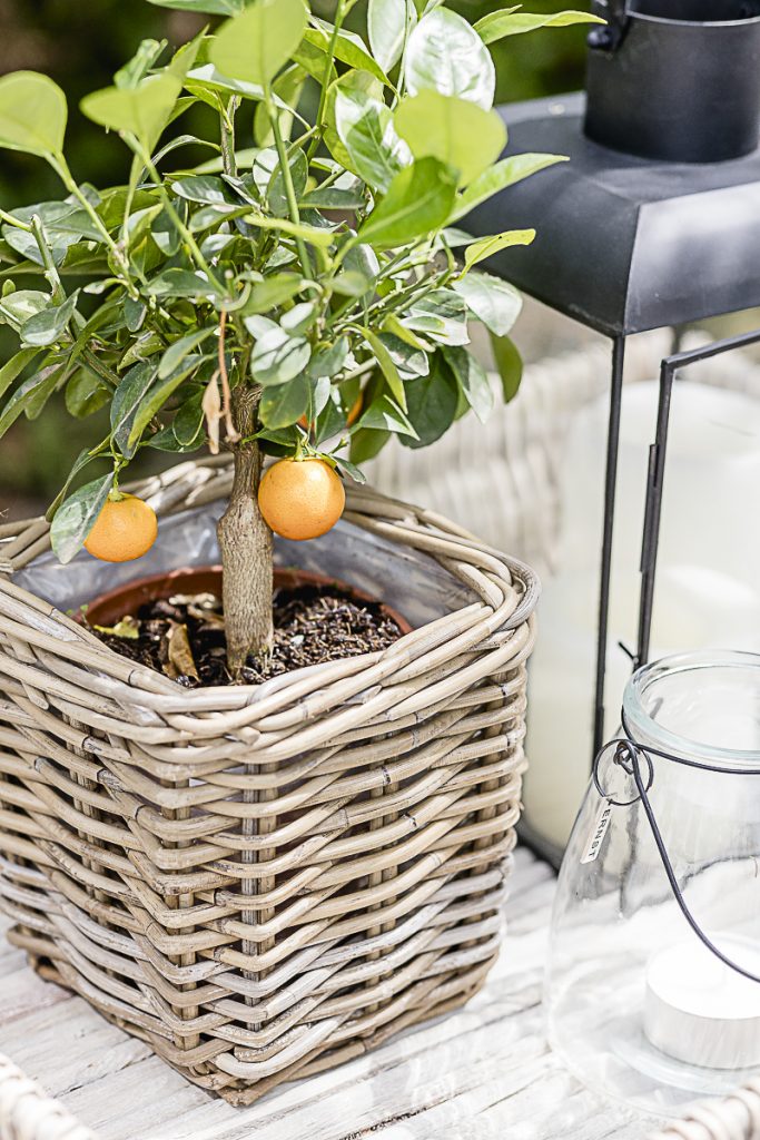 Tangerine tree, Pomponetti