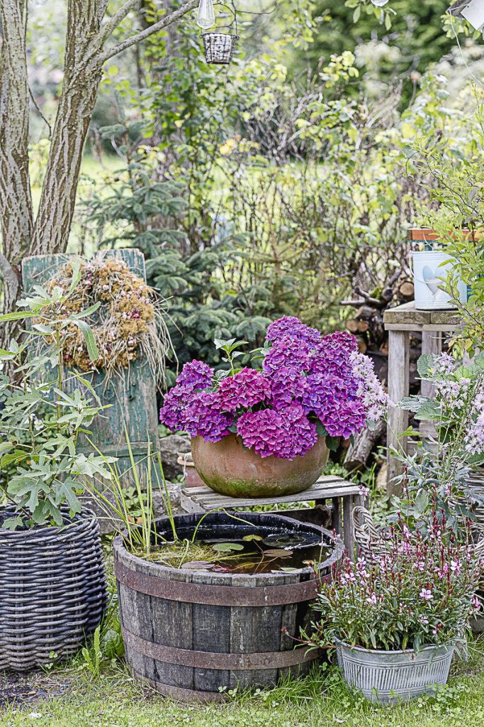 Spätsommer-Gartenimpressionen oder wo bleibt der Sommer, Pomponetti