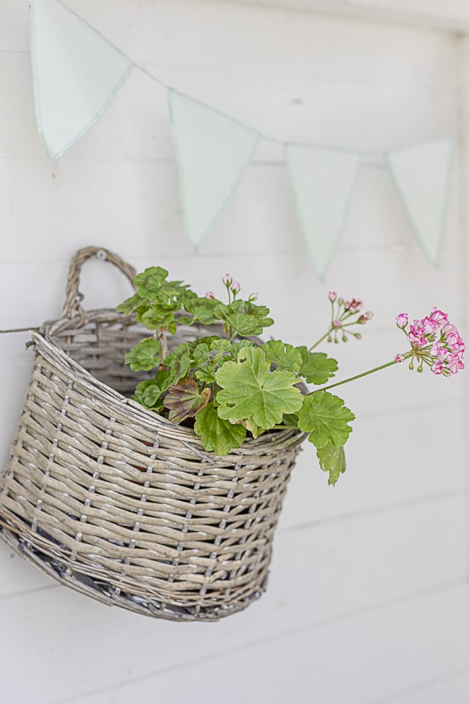 Pelargonie, Pomponetti