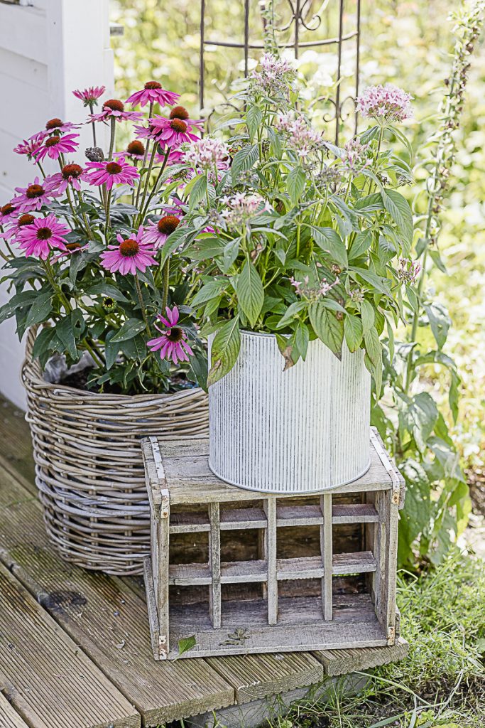 Late summer plants, Pomponetti