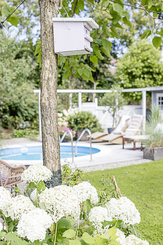 Spätsommer-Gartenimpressionen oder wo bleibt der Sommer, Pomponetti